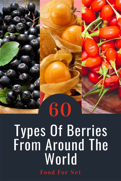 60 Types Of Berries From Around The World | Food For Net