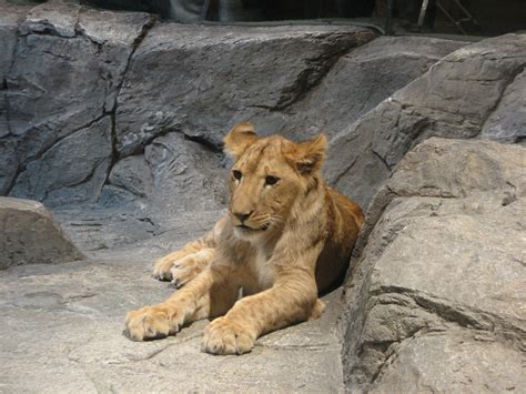 MGM Grand Lion Habitat - African Lion - ZooChat