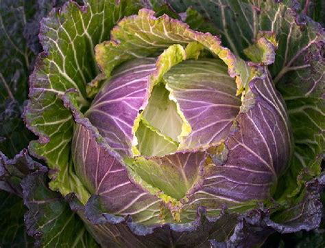 Two cabbage varieties to carry you through cold months - oregonlive.com