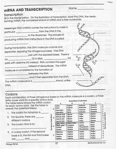 Transcription Translation Practice Worksheet — db-excel.com