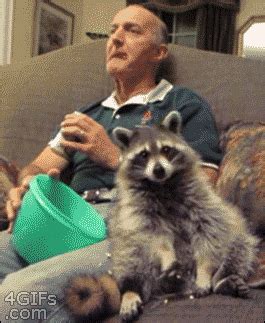 Raccoon GIF - Find & Share on GIPHY