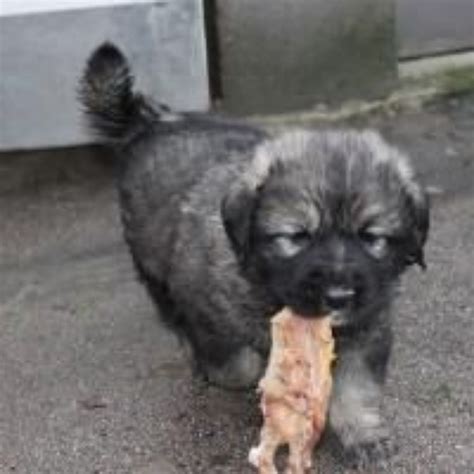 Tahltan Bear Dog Dog Breed Information, Images, Characteristics, Health