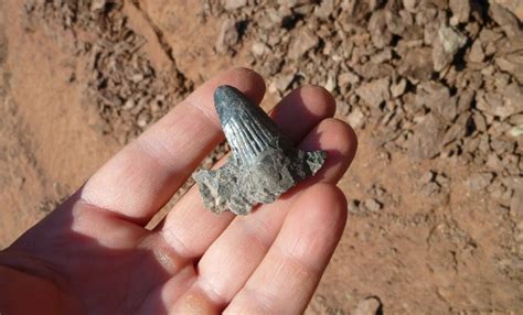 Fossilguy.com: Red Hill Fossil Hunting - Hyneria Teeth and Scales