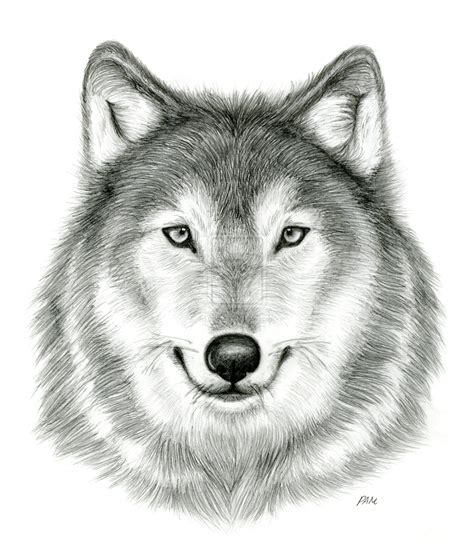 Realistic Wolf Head Drawings