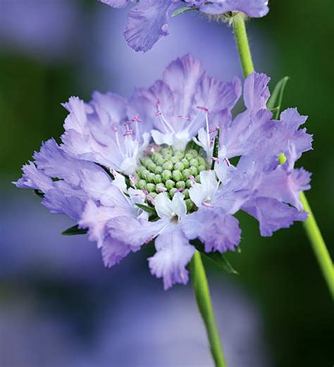 Blue Scabious Stem