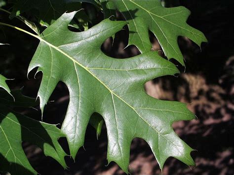 ISU Forestry Extension - Tree Identification: Red Oak (Quercus rubra ...