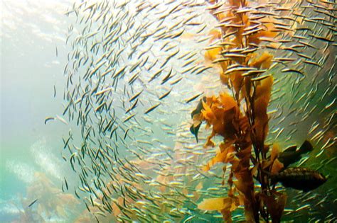 How Stable is Your Food Web? | Kelp forest, Food web, Monterey bay aquarium