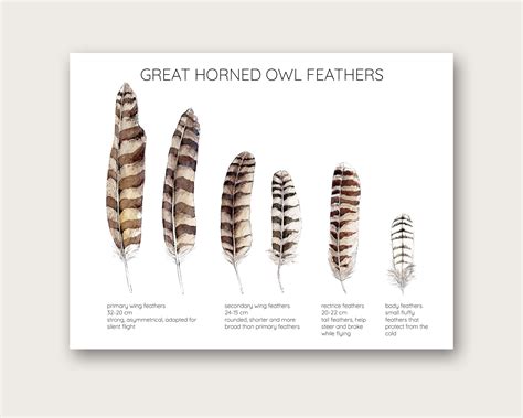 Great Horned Owl Feathers Art Print - Etsy