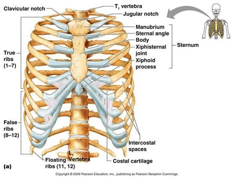 Axial skeleton rib cage anatomy - www.anatomynote.com | Rib cage ...