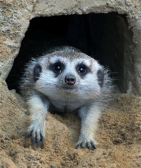 Nervous baby meerkats slow to emerge at Richmond Zoo | Richmond Local ...