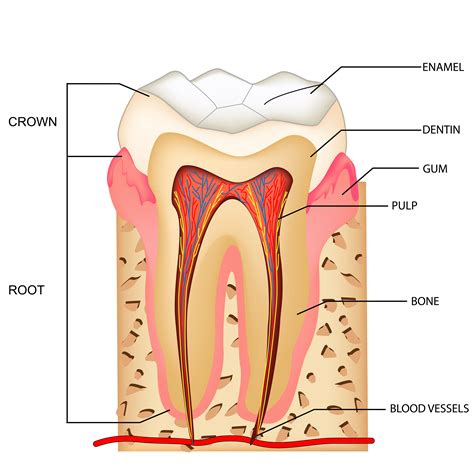 [DIAGRAM] Simple Diagram Of Tooth - MYDIAGRAM.ONLINE