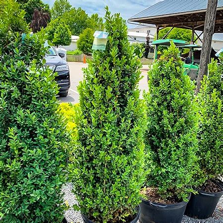 14 Types of Boxwood Shrubs to Spruce Up Your Lawn & Garden - WR