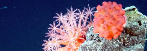 Deep-Sea Corals