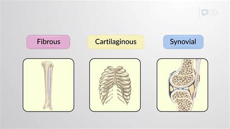 Intervertebral Joint Structural Classification