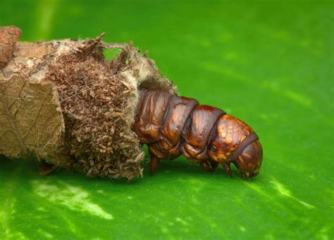 Bagworm Moth Caterpillar - A-Z Animals