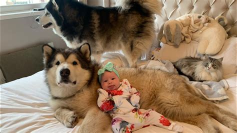 Are Alskan Malamutes Good With Babies