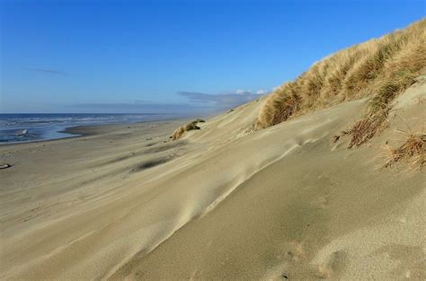 In a twist, beach grass could make dunes more vulnerable to storms ...