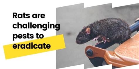 How To Deter Rats | Rentokil Pest Control Singapore