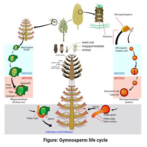 Gymnosperms- Characteristics, Morphology, Classification, Uses