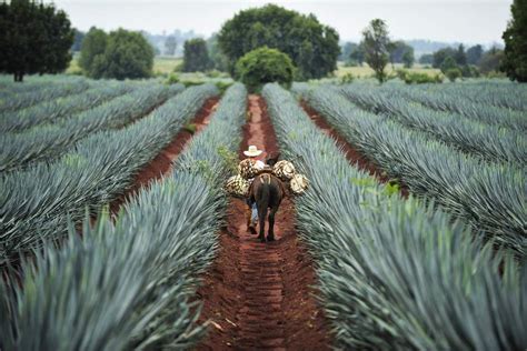 The town of Tequila in the Central Highlands of Mexico is surrounded by ...