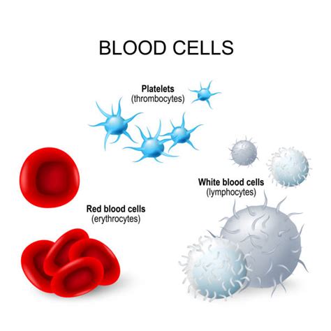 White Blood Cells Clip Art