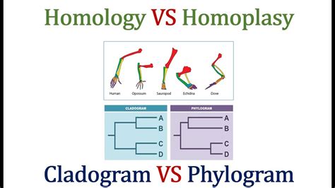 Homology VS Homoplasy & Cladogram VS Phylogram - YouTube