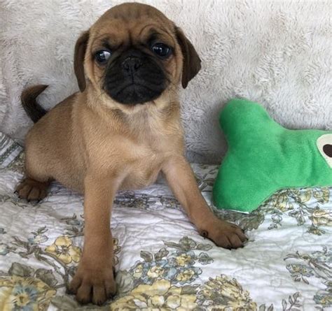 Puggle Puppy for Sale - Adoption, Rescue for Sale in Warsaw, New York ...