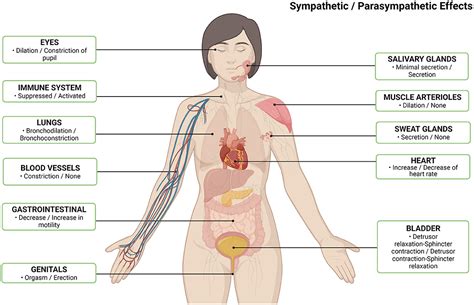 Frontiers | Small Fiber Polyneuropathy May Be a Nexus Between Autonomic ...