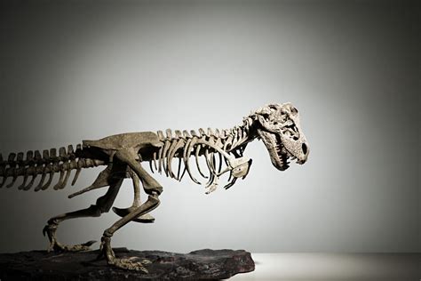 Inside the Illegal and Unethical World of Owning Dinosaur Bones ...