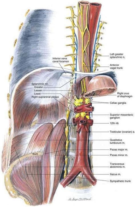 Celiac Plexus Block | Anesthesia Key