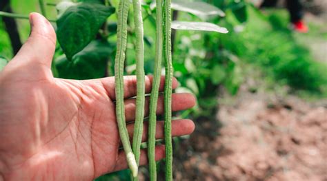 Cowpeas: How To Grow and Care for Black-Eyed Pea Plants