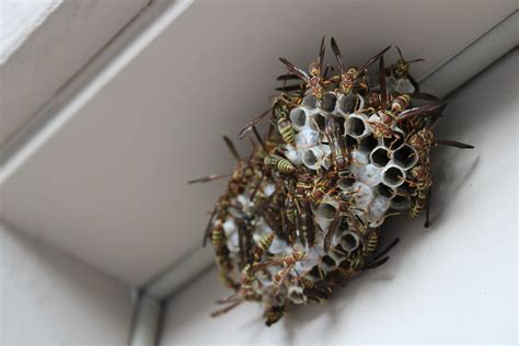 Noticeable rise in NH wasps this spring - explained! — Monadnock Pest ...