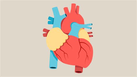 Animation: Anatomy of a Human Heart | Medical illustration, Human heart ...