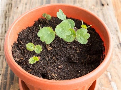 How To Grow Nasturtiums - A Guide To Planting, Growing, And Harvesting ...