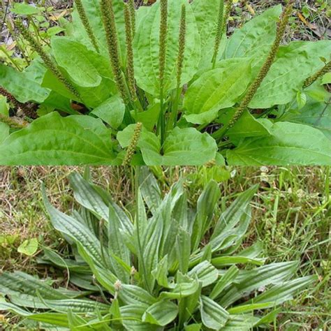 Edible And Medicinal Broadleaf And Narrow leaf Plantain Identification ...