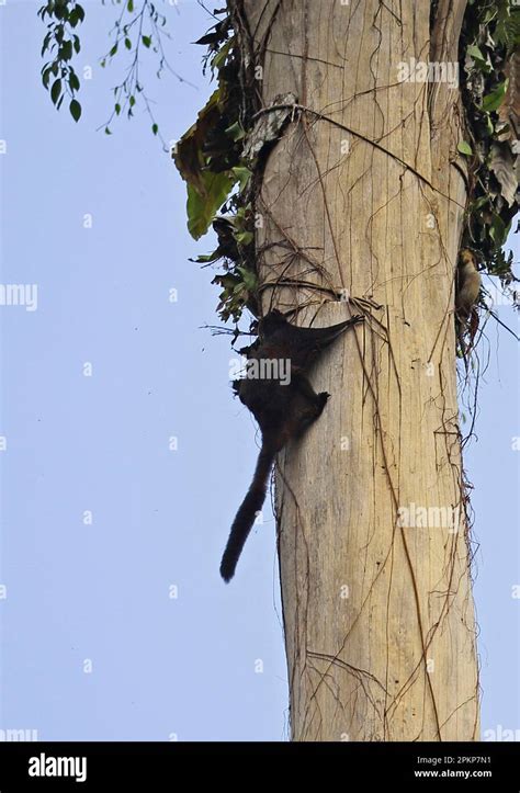 Black flying squirrel (Aeromys tephromelas), Black Flying Squirrels ...