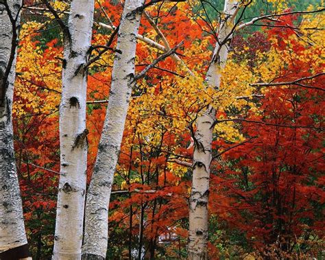 That’s Maine for ya | Photo tree, White birch trees, Tree photography