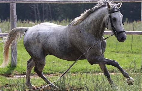 Grey Horse Names for Mares & Stallions - Petnamee