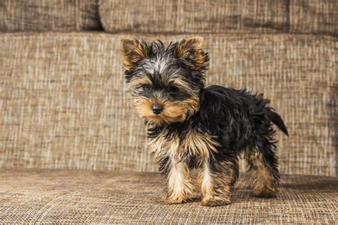 Home - Yorkie Puppies For Sale