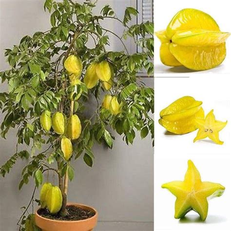 Star Fruit Plant Seeds Starfruit Seeds Indian Bangladeshi Kamranga ...