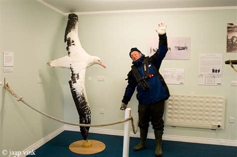 Comparing the wingspan of the Wandering Albatross, which exceeds 3 ...