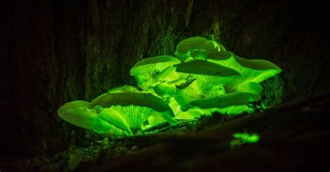 Bioluminescent plants: Can We Use Them For The Future of Lighting?