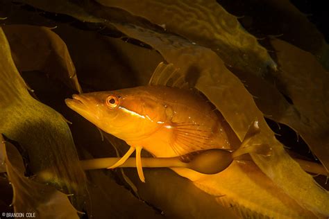 Marine photographer captures haunting images of California’s beautiful ...