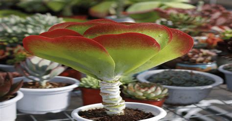 Tips For Caring For A Flapjack Succulent