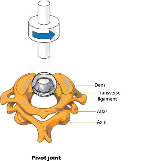 Pivot Joint Neck