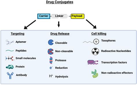 IJMS | Free Full-Text | Peptide Drug Conjugates and Their Role in ...