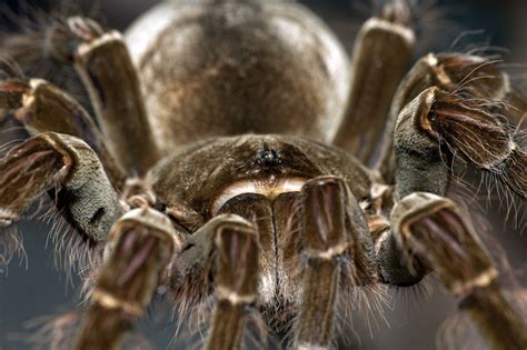 Fangs Goliath Birdeater Biggest Spider In The World - bmp-cyber