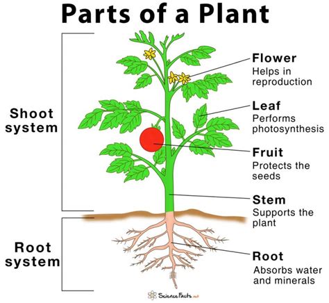 Photoheterotroph: Definition, Carbon Source, Energy & Examples