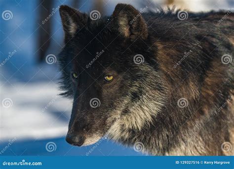 A Black Wolf Close Up Photo Stock Photo - Image of annoyed, lupus ...