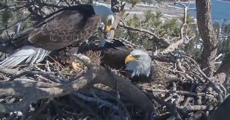 We Have A Chick! Big Bear Bald Eagle Couple Welcomes Hatching Of First ...